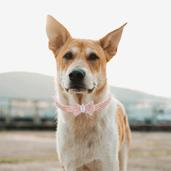 Chien à l'extérieur avec son élégant collier de couleur Or rose 