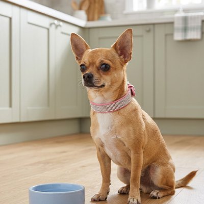 Collier Chien rose dans la cuisine avec son bol