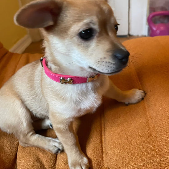 Chien assis sur un fauteuil avec un collier rose