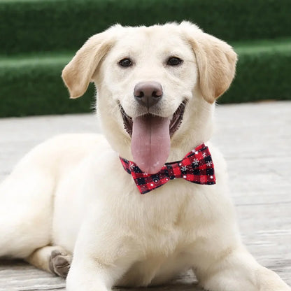 collier chien rouge avec labrador