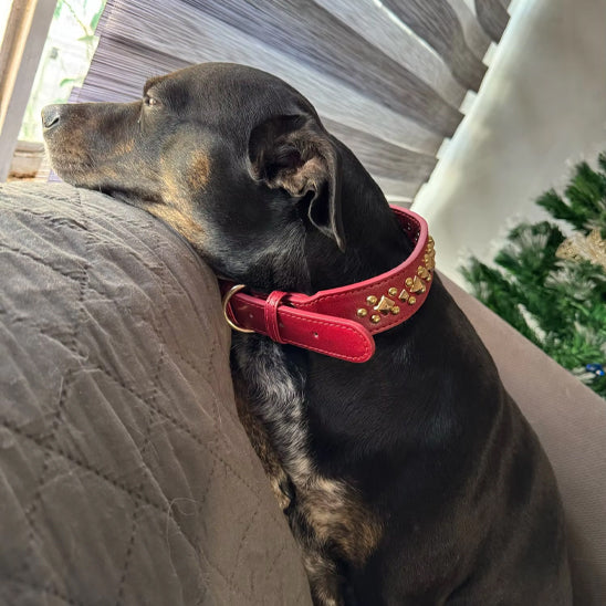 collier chien rouge sur fauteuil