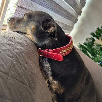 collier chien rouge sur fauteuil