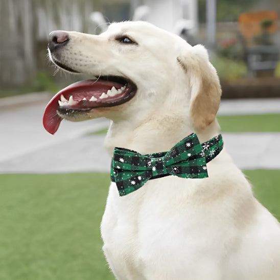 collier chien vert avec labrador