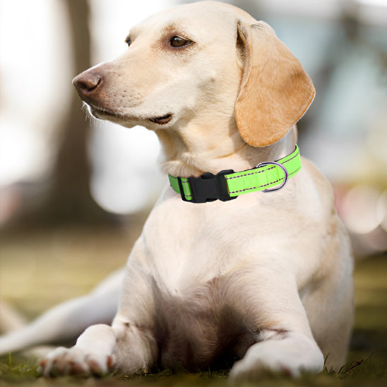 Chien assis sur le gazon collier chien vert claire