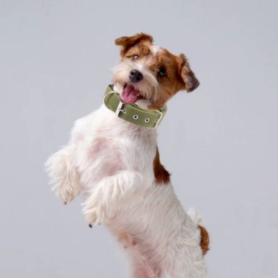collier-chien-vert