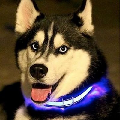 collier lumineux pour chien bleu foncé