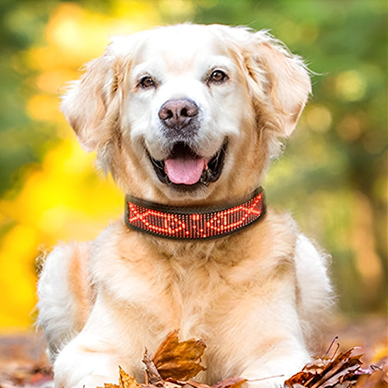 collier lumineux pour chien rose chien de face