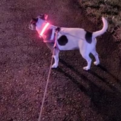 collier lumineux pour chien rose la nuit