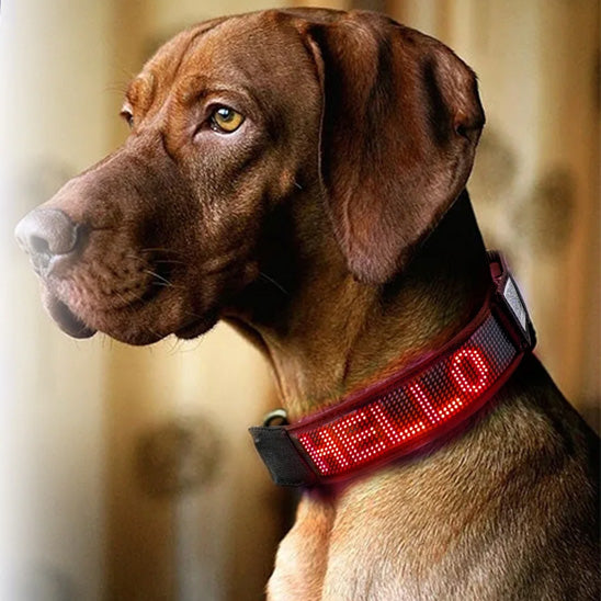 collier lumineux pour chien rouge chien de profil