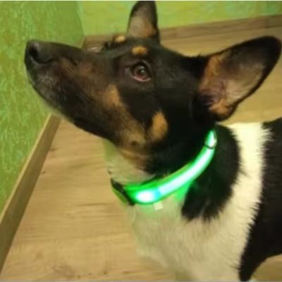 collier lumineux pour chien vert claire