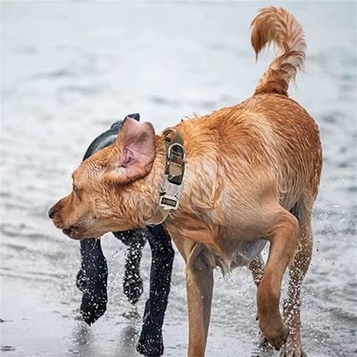 collier pour chien a la mer