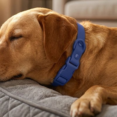 Collier pour Chien bleu avec chien qui dort
