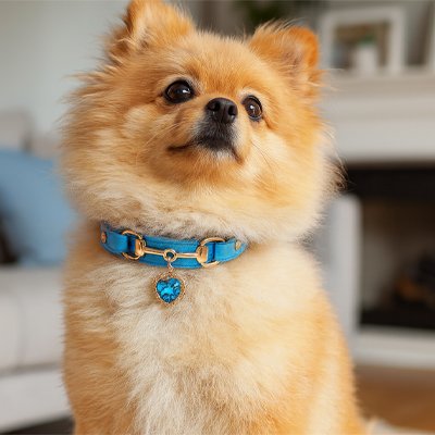 Collier pour Chien bleu avec Pékinois