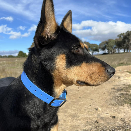collier-pour-chien-bleu