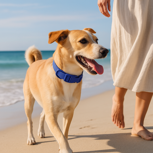 Chien arborant fièrement son collier bleu au bord de la plage en compagnie de sa ma^tresse