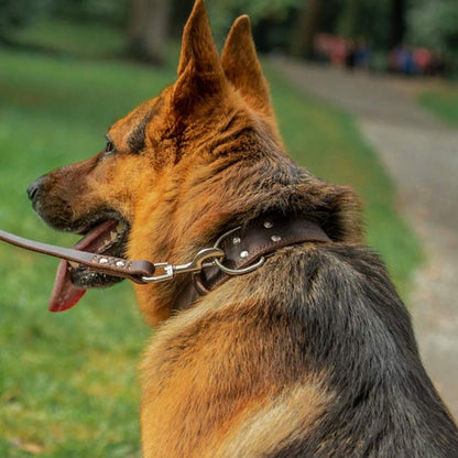 Berger allemand retenu avec une laisse en cuir attachée à son collier brun