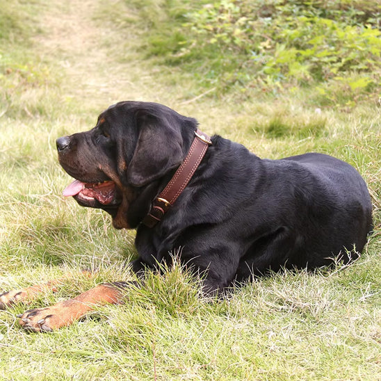 chien noir allongé sur l'herbe vêtu de son collier en cuir brun