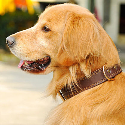 labrador retreiver avec son collier brun en cuir