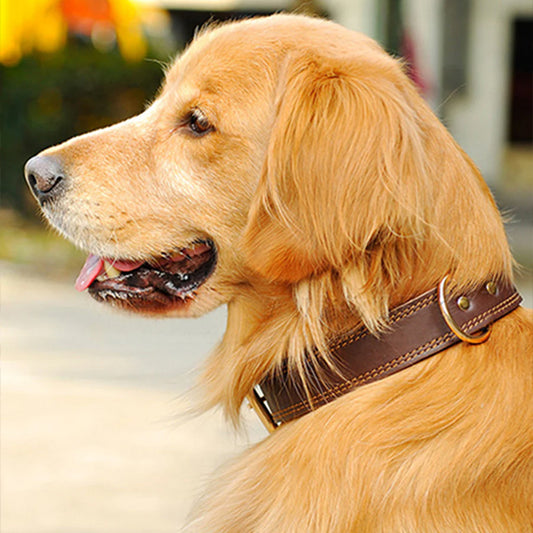 labrador retreiver avec son collier brun en cuir