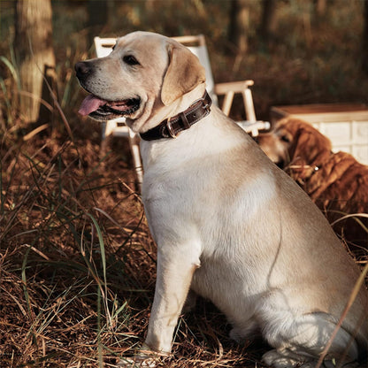 Labrador assis dans les bois avec son collier en cuir noir