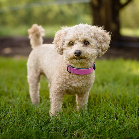 Caniche élégant dans un parc vêtu de son collier mauve