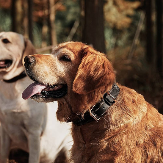 Deux chiens avec des colliers en cuir dans les bois