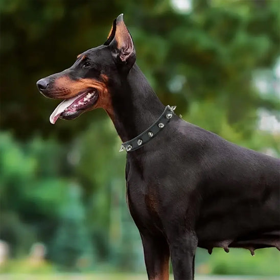 collier-pour-chien-noir