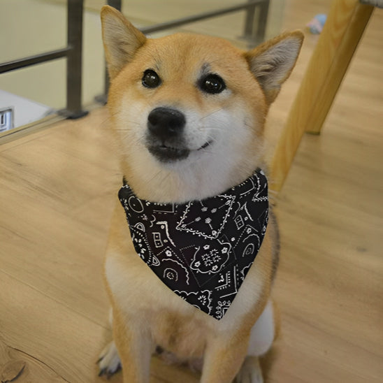 Chien assis avec bandana noir