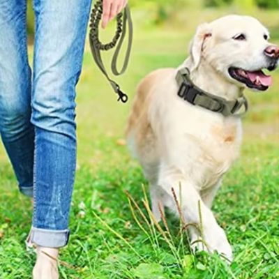 collier-pour-chien-promenade