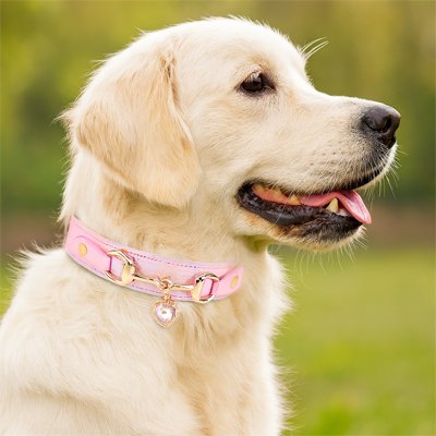 Collier pour Chien rose avec golde retriever