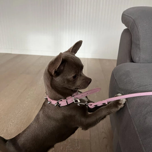 collier-pour-chien-rose