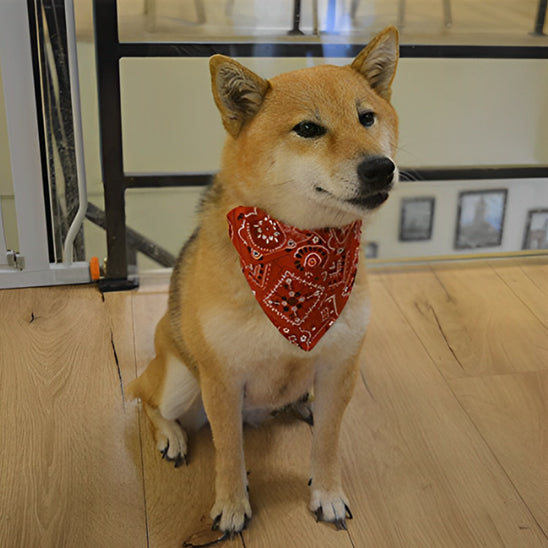 Chien assis dans le salon avec un bandana rouge