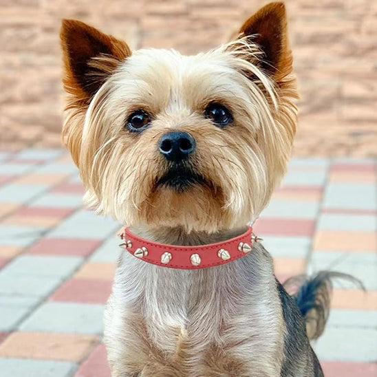 collier-pour-chien-rouge