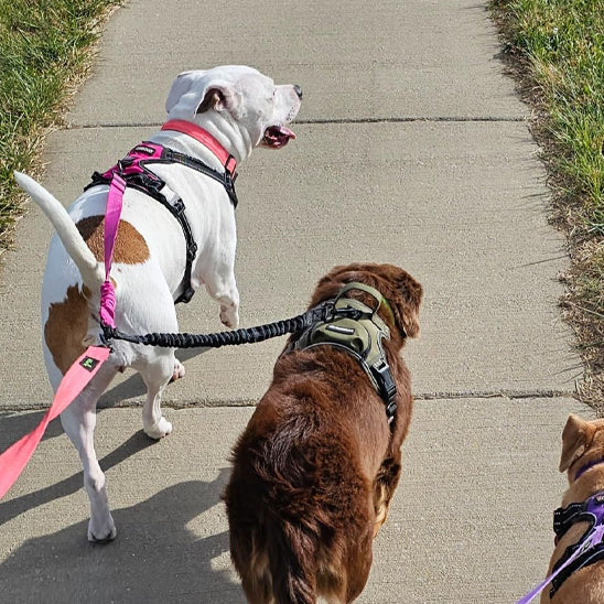 Deux chiens côte à côte, attachés par une double laisse rose marchant sur le trottoir