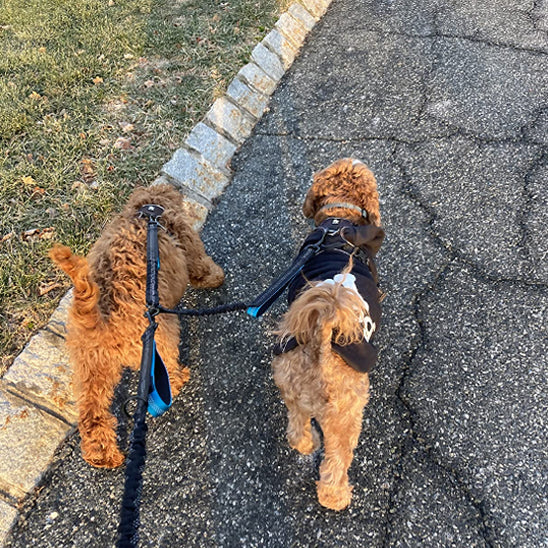 Deux chiens côte à côte retenus par une double laisse bleu