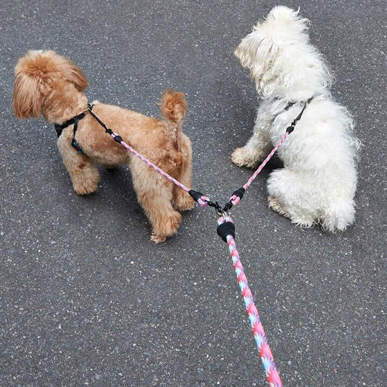 Deux chiens attachés à une double laisse rouge marchant sur la route côte à côte