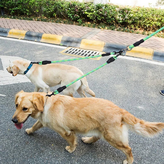 Deux chiens attachés à une double laisse verte marchant sur la route