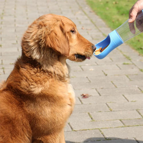 gourde-chien-bleu