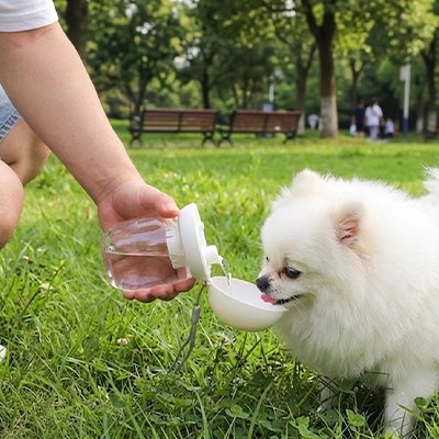 Gourde pour Chien au parc