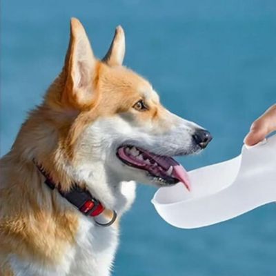 gourde-pour-chien-blanc