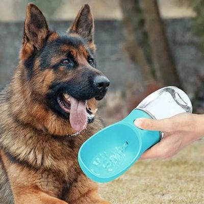 gourde-pour-chien-bleu-azur