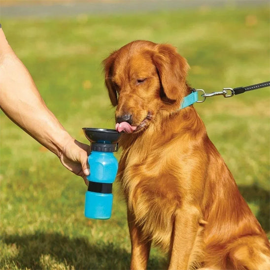 Chien s'hydratant à l'aide d'une gourde pour chien bleu clair