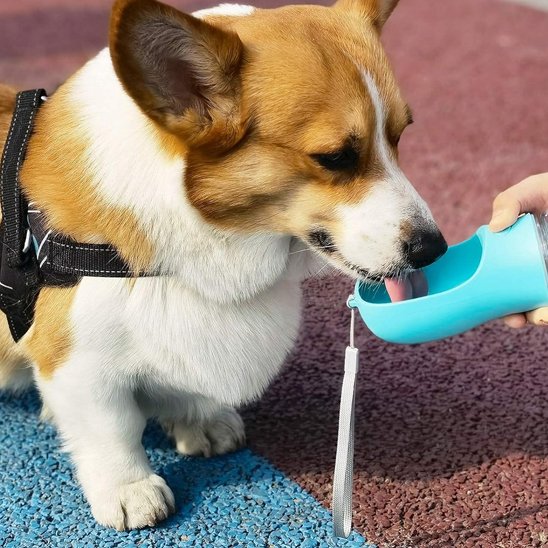 Chien se désaltérant dans une gourde pour chien bleu