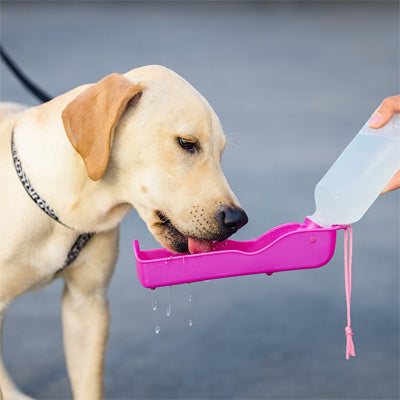 Maître donnant de l’eau à son chiot avec une gourde pour chien rose pratique en voyage