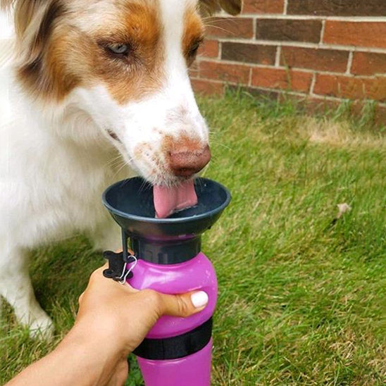 Chien buvant dans une gourde pour chien rose clair