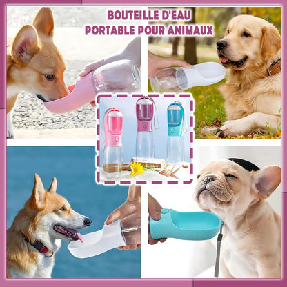 gourde-pour-chien-sorties
