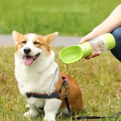 gourde-pour-chien-vert-chien-au-parc
