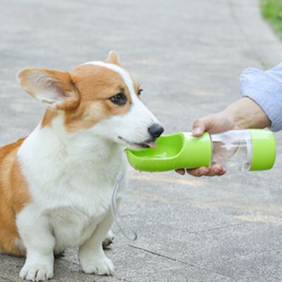 gourde pour chien vert chien entrain de boire