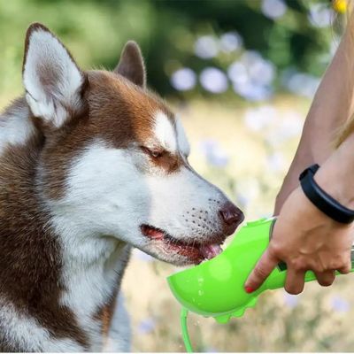 gourde-pour-chien-vert