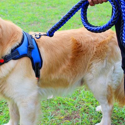 Chien avec un harnais anti-traction bleu accroché à une laisse tenu par son maître 